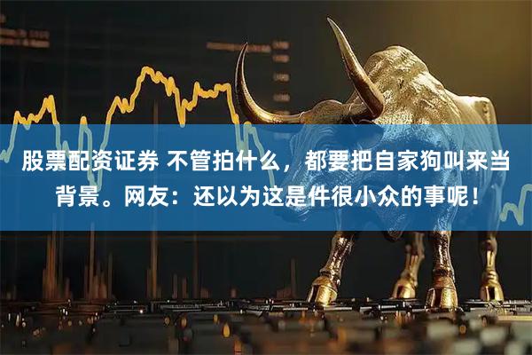 股票配资证券 不管拍什么，都要把自家狗叫来当背景。网友：还以为这是件很小众的事呢！