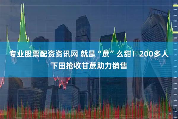专业股票配资资讯网 就是“蔗”么甜！200多人下田抢收甘蔗助力销售